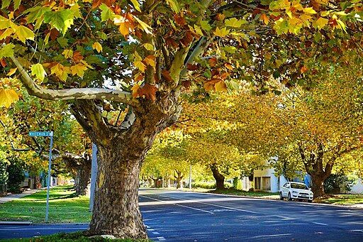 Tallarook Street Seymour